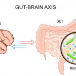 Microbioma Intestinale e Invecchiamento: Ruolo Cruciale nella Salute Cognitiva e Prevenzione delle Malattie Neurodegenerative